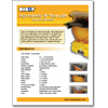 Solar Lights: Type B Catalog